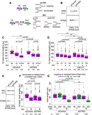 Innate immunity mediator STING modulates nascent DNA metabolism at stalled forks in human cells